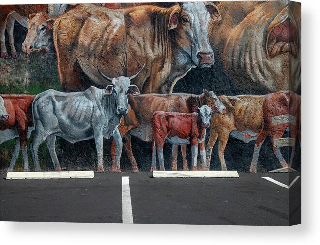 Mural Canvas Print featuring the photograph Parked Cows by Dart Humeston
