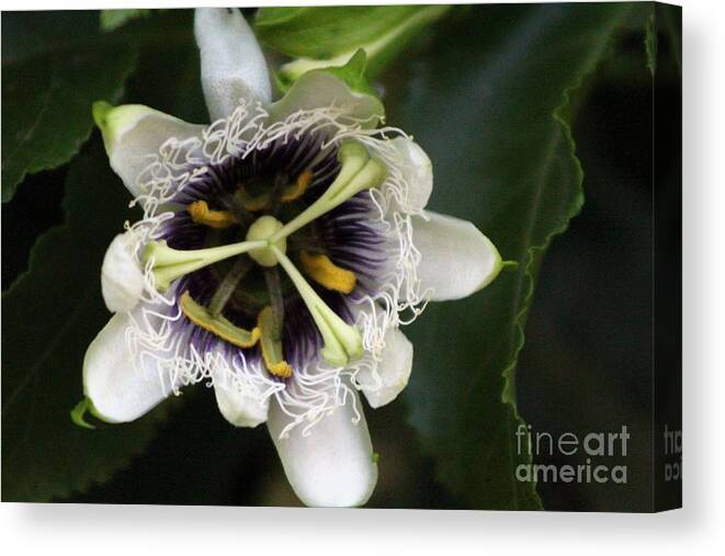 Passion Fruit Canvas Print featuring the photograph Passion Flower Closeup 2 by Colleen Cornelius