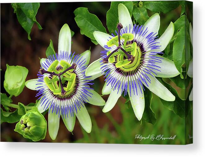 Passion Flowers Canvas Print featuring the digital art Passion Flowers 09921 by Kevin Chippindall