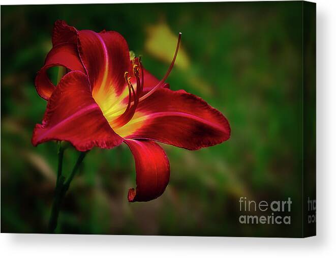 Blossom Canvas Print featuring the photograph Passion for Red Daylily by Shelia Hunt