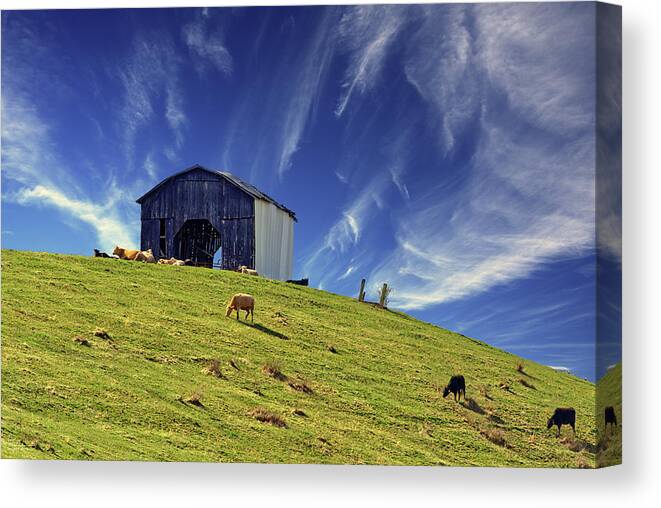 Kentucky Canvas Print featuring the photograph Pastoral - cattle grazing peacefully on springtime grass of a Kentucky hillside below barn by Peter Herman