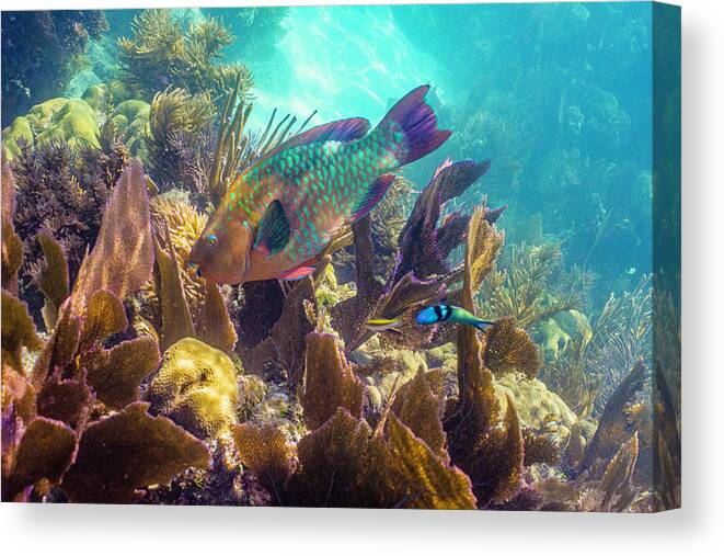 Animals Canvas Print featuring the photograph Path to Atlantis by Lynne Browne