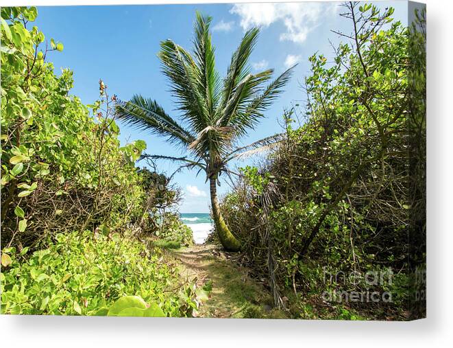 Palm Canvas Print featuring the photograph Pathway to the Coast, Dorado, Puerto Rico by Beachtown Views