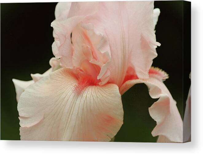 Iris Canvas Print featuring the photograph Peach Pink Iris Flower for Spring by Gaby Ethington