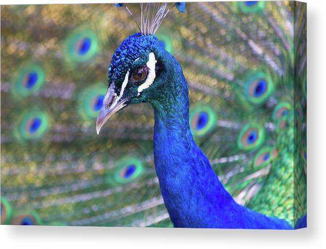 Peacock Canvas Print featuring the photograph Peacock 2 by Deborah M