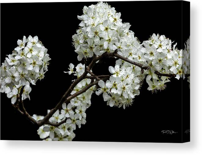 Pear Tree Canvas Print featuring the photograph Pear Tree Early Blooms by Theresa D Williams