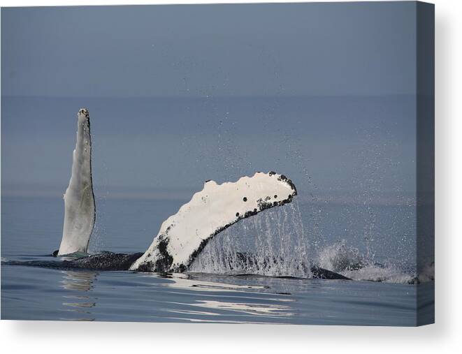  Whale Wave. Canvas Print featuring the photograph Pectoral 1 by David Matthews