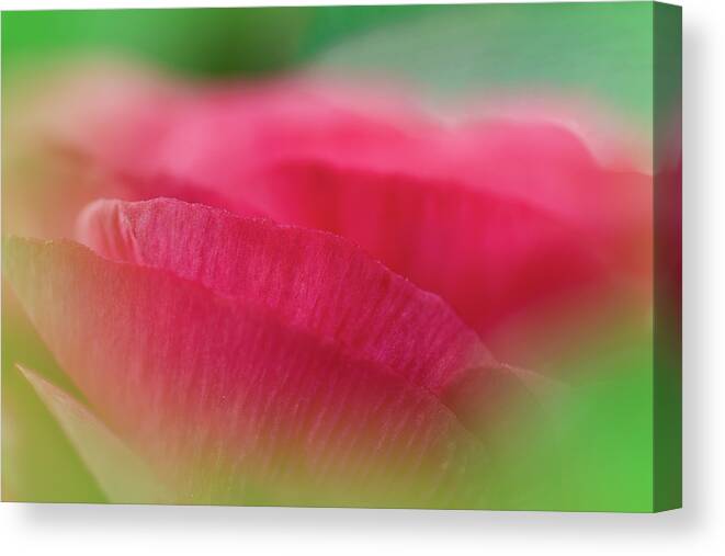 Abstract Canvas Print featuring the photograph Peeking Through by Christi Kraft