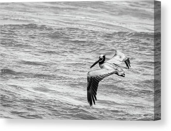 Brown Pelican Canvas Print featuring the photograph Pelican Glide by Dawn Currie