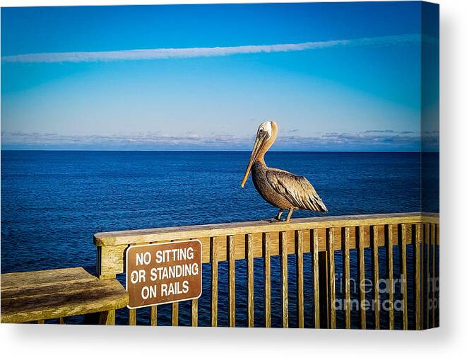 No Sitting Canvas Print featuring the photograph Pelican, No Sitting or Standing on Rails by Beachtown Views