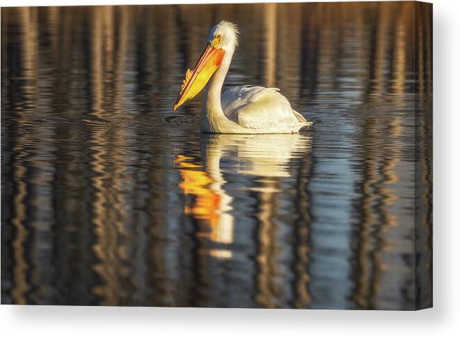 Pelican Canvas Print featuring the photograph Pelican Reflections by Darren White