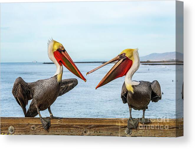 Pelicans Canvas Print featuring the photograph Pelicans on the Oceanside Pier by Rich Cruse