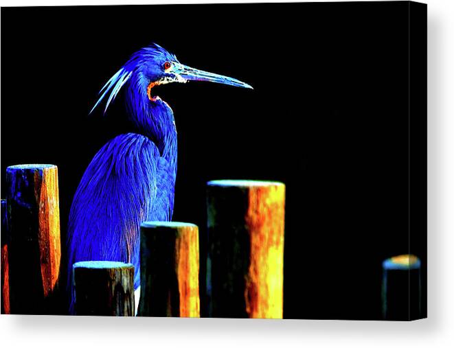 Wildlife Canvas Print featuring the digital art Pensive Blue Heron by SnapHappy Photos