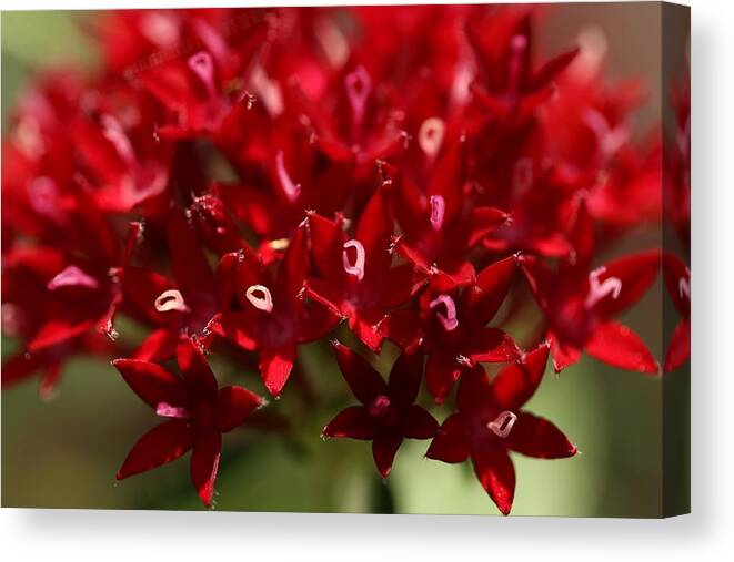 Penta Flower Canvas Print featuring the photograph Red Penta Flowers by Mingming Jiang