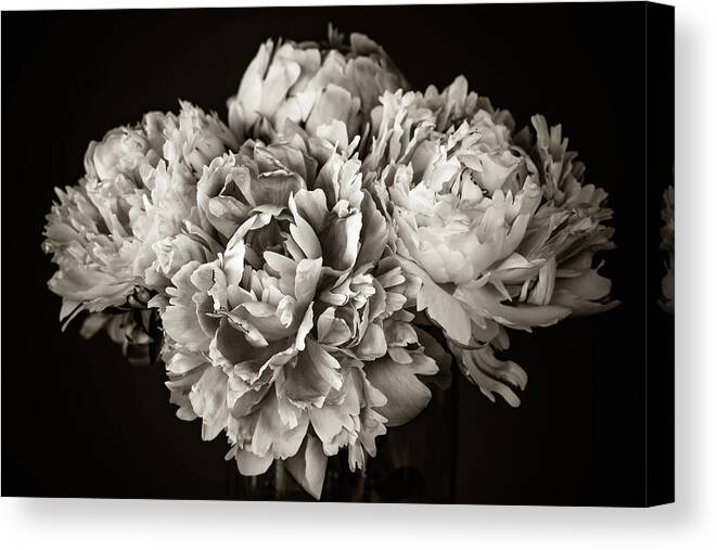 Peonies Canvas Print featuring the photograph Peonies 181 by Pamela S Eaton-Ford