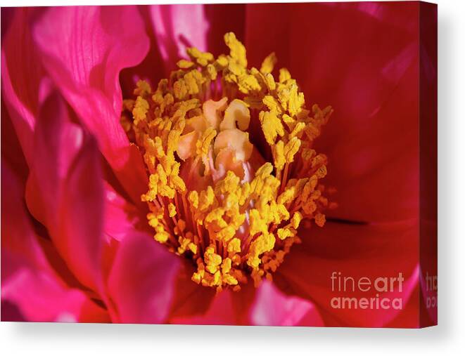 Peony Canvas Print featuring the photograph Peony, 2 by Glenn Franco Simmons