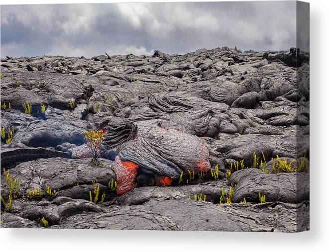 Tranquility Canvas Print featuring the photograph Perfect Ohia Lehua flower defies lava by Tyler Hulett