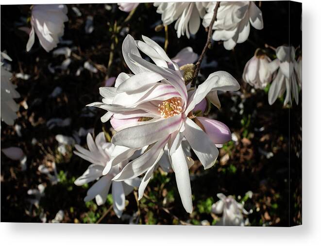 Magnolia Canvas Print featuring the photograph Petals in the Breeze by Rose Guinther