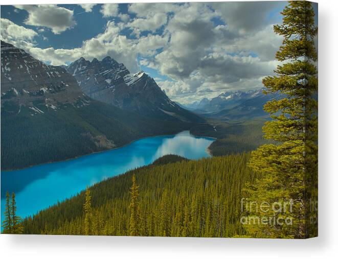 Peyto Canvas Print featuring the photograph Peyto Lake And A Pine by Adam Jewell