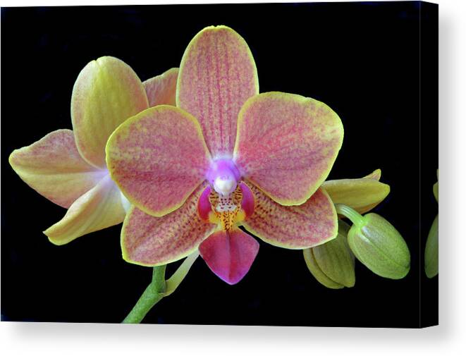 Orchids Canvas Print featuring the photograph Phalaenopsis Miniature Orchids by Terence Davis