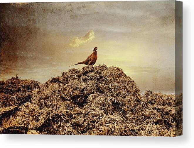 Photography Canvas Print featuring the photograph Pheasant at sunset by Yasmina Baggili