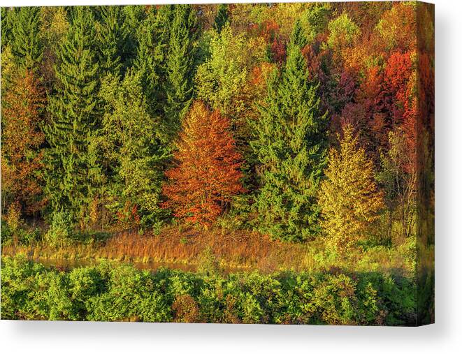 Autumn Canvas Print featuring the photograph Philip's Autumn Trees by Don Nieman