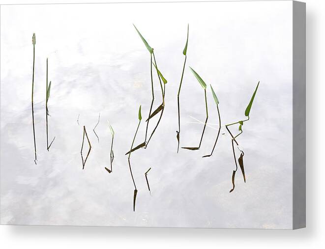 Plants Canvas Print featuring the photograph Pickerel Weeds At Jordan Pond by John Manno