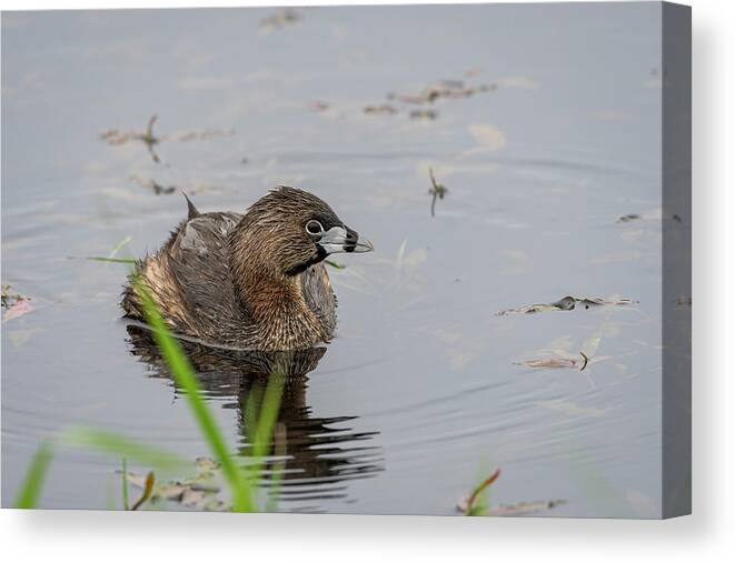 Animals Canvas Print featuring the photograph Pied-billed I Be by Robert Potts