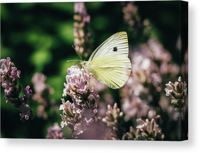 Creature Canvas Print featuring the photograph Pieris rapae sits on pink flower by Vaclav Sonnek