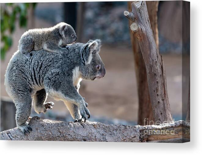 San Diego Zoo Canvas Print featuring the photograph Piggy Back Rides by David Levin