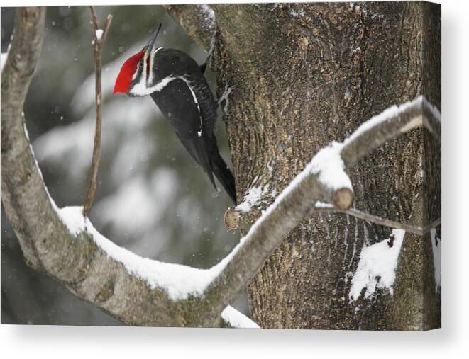 Pileated Woodpecker Canvas Print featuring the photograph Pileated Woodpecker 2 by Brook Burling