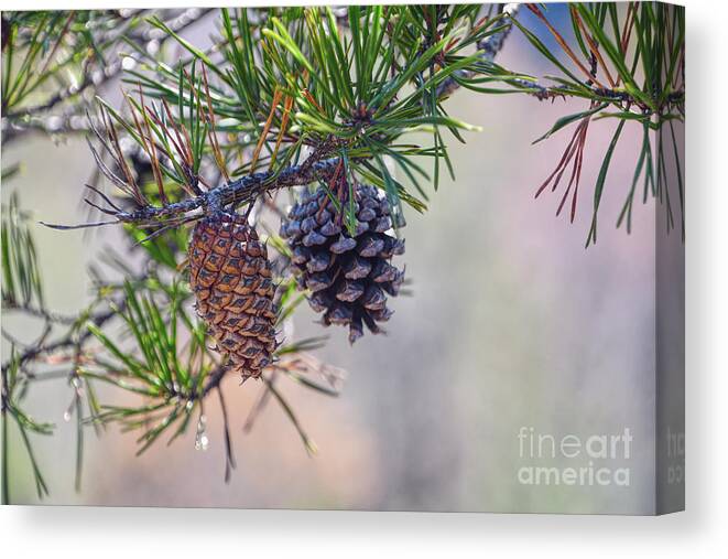 Nature Canvas Print featuring the photograph Pine Cones by Phil Perkins