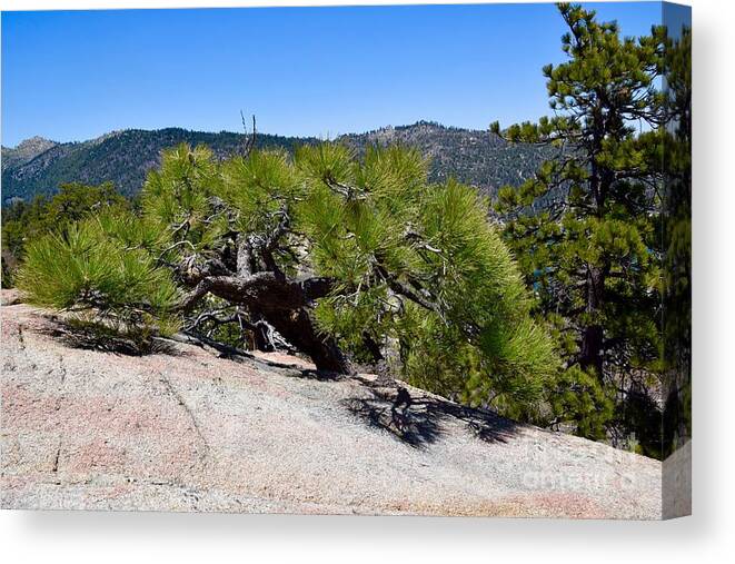 Pine Tree Canvas Print featuring the photograph Pine in Rock by Melissa OGara
