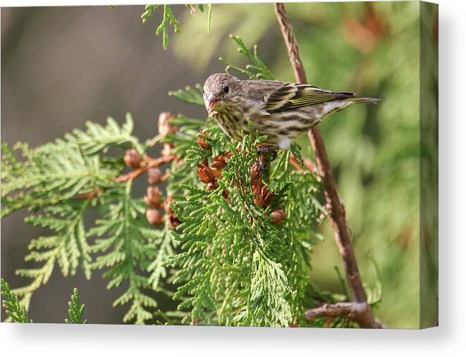 Autumn Canvas Print featuring the photograph Pine Siskin by Brook Burling