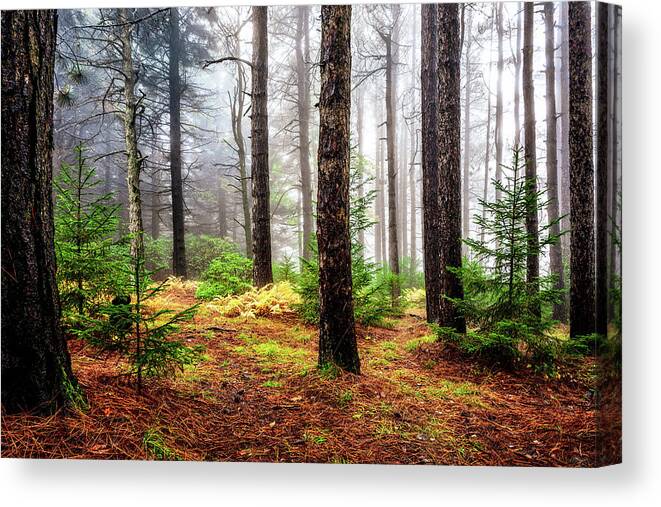 Nature Canvas Print featuring the photograph Pine Woods by C Renee Martin