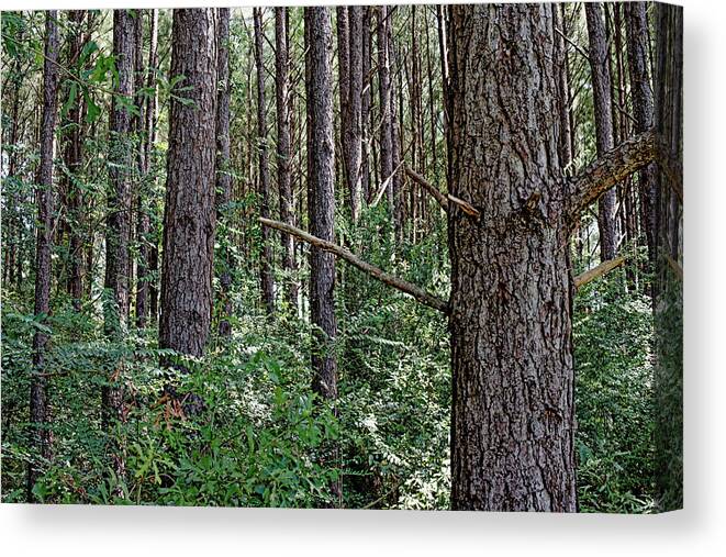 Woods Canvas Print featuring the photograph Pine Woods by Debra Kewley