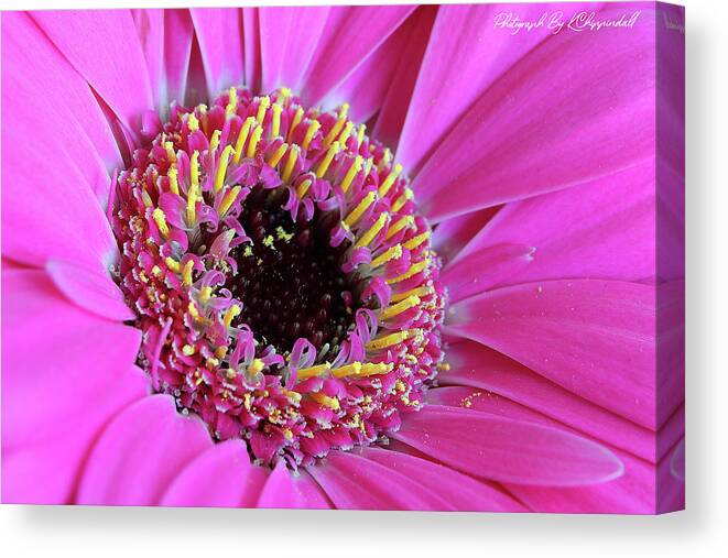Flowers Canvas Print featuring the digital art Pink 59 by Kevin Chippindall