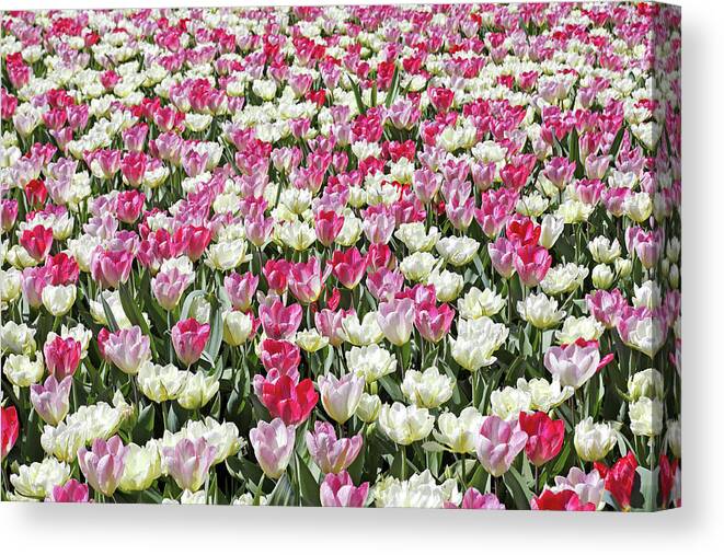 Tulips Canvas Print featuring the photograph Pink and White Tulips by Maria Meester