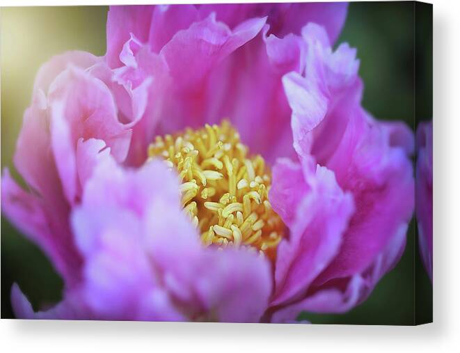  Canvas Print featuring the photograph Pink Bloomer by Nicole Engstrom
