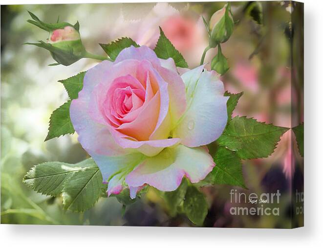 Pink Rose Canvas Print featuring the photograph Pink Blush by Morag Bates