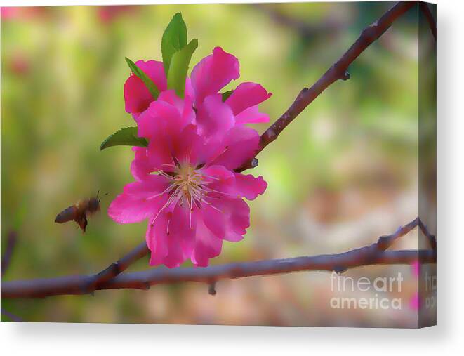 Cherry Canvas Print featuring the photograph Pink Cherry Blossoms and Bees digital art by Diana Mary Sharpton