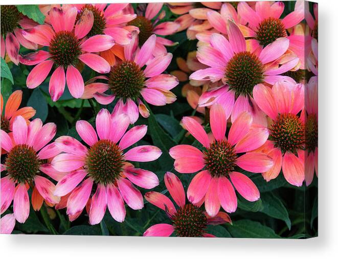 Flowers Canvas Print featuring the photograph Pink Coneflowers by Karen Smale