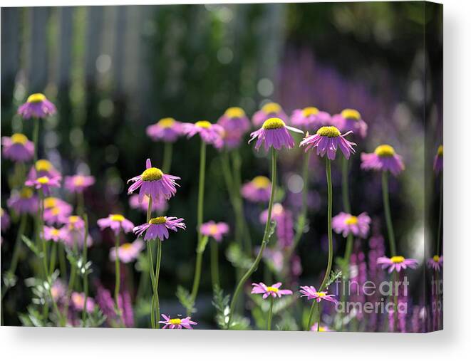 Daisy Canvas Print featuring the photograph Pink Daisy Patch by Kae Cheatham