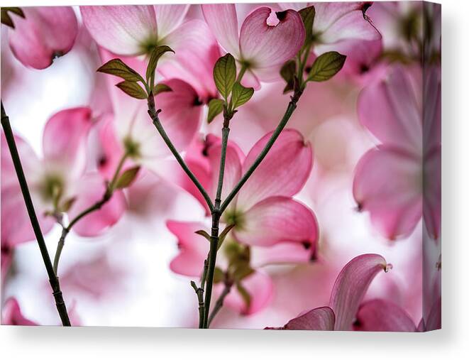 Dogwood Canvas Print featuring the photograph Pink Dogwood Tree in Spring by Ada Weyland