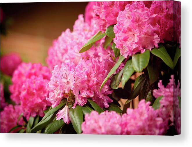 Flowers Canvas Print featuring the photograph Pink Flower Clusters by Rich S
