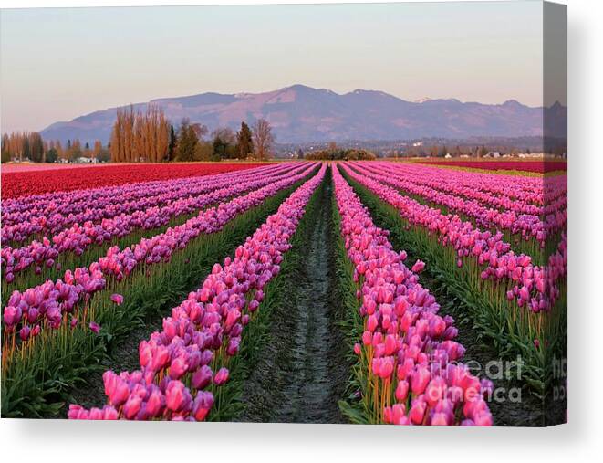 Tulips Canvas Print featuring the photograph Pink Glowing Tulips Field by Carol Groenen