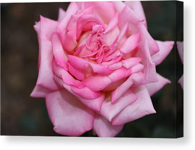 Rose Canvas Print featuring the photograph Pink Layers by Mingming Jiang