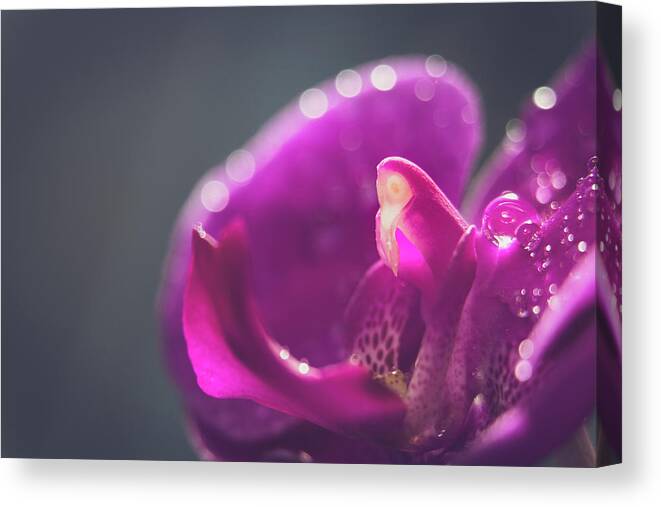 Phalaenopsis Canvas Print featuring the photograph Pink Orchid Phalaenopsis macro by Cristina Stefan