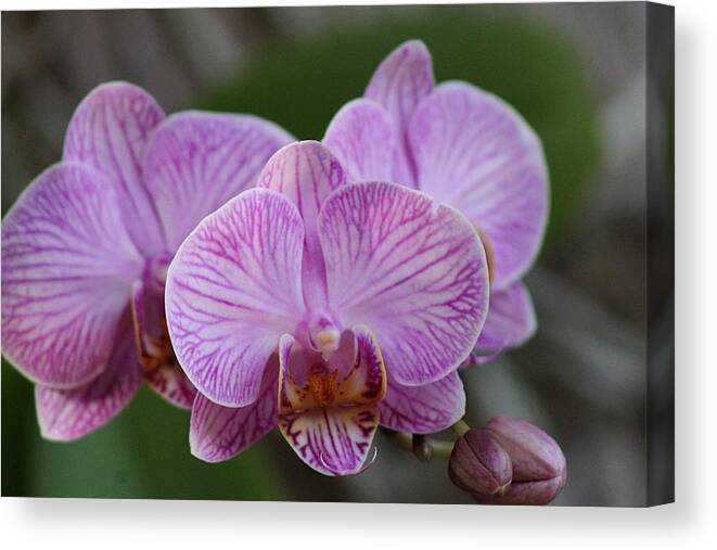 Pink Canvas Print featuring the photograph Pink Orchid by Yvonne M Smith