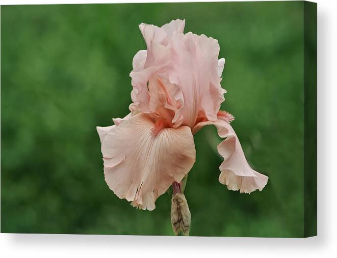 Peach Canvas Print featuring the photograph Pink Peach Iris Flower by Gaby Ethington